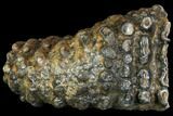 Partial Southern Mammoth Molar - Hungary #149856-1